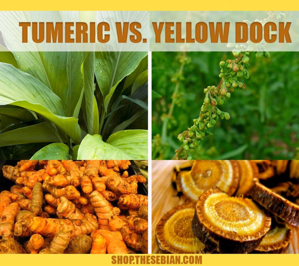 Yellow-Dock-vs-Turmeric