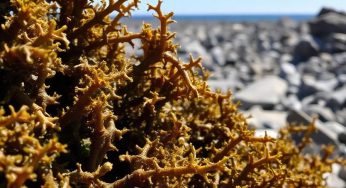 Does Bladderwrack Enhance Testosterone Levels?